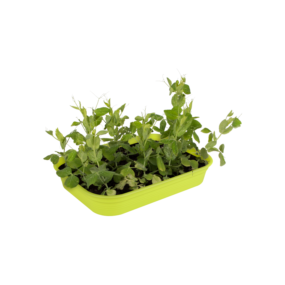 Green Basics Plateau De Culture M