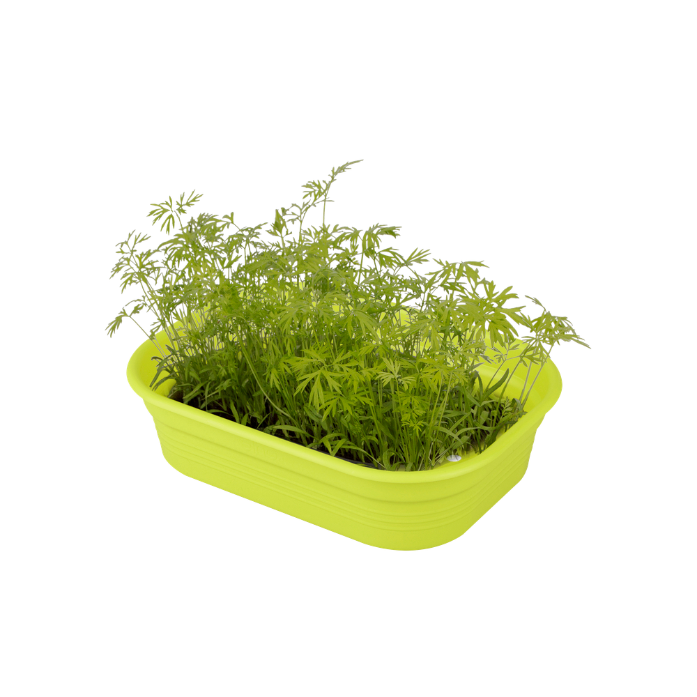 Green Basics Plateau De Culture S
