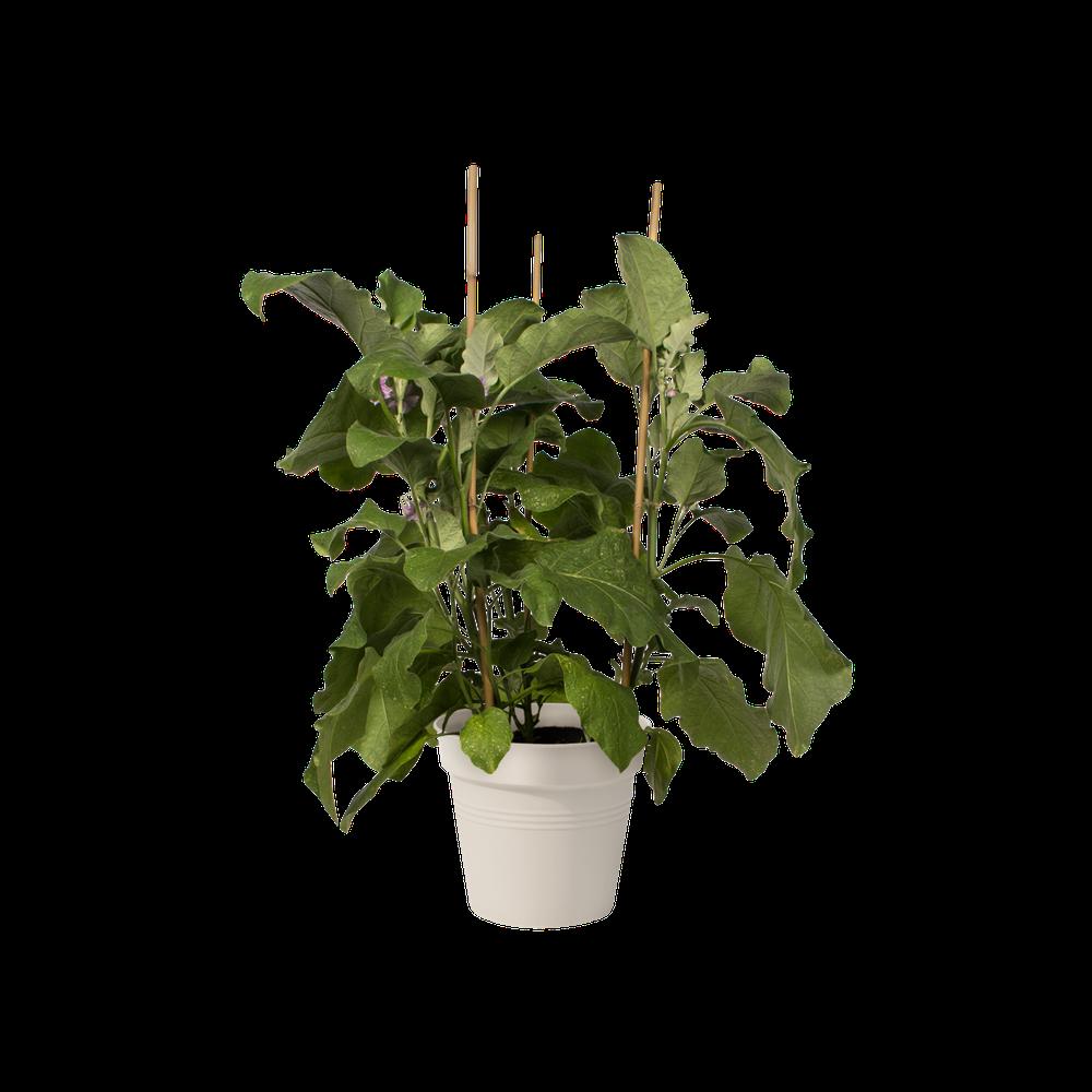 Green Basics Pot De Culture 17