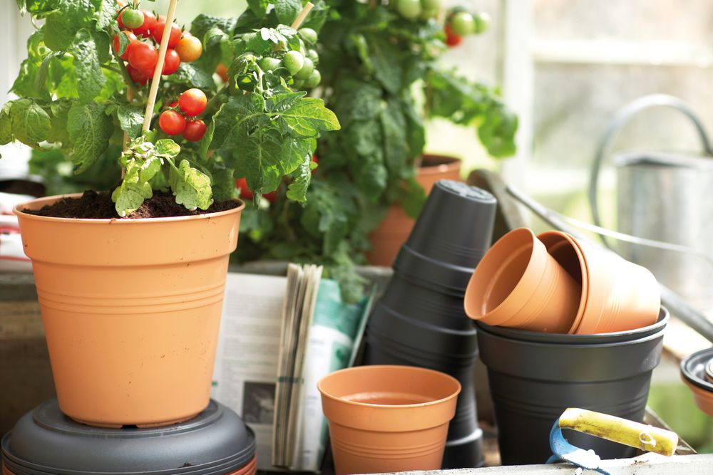 Green Basics Pot De Culture 19
