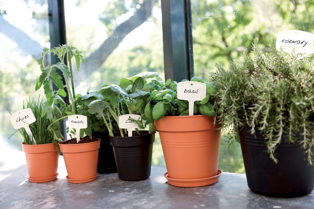 Green Basics Pot De Culture 35