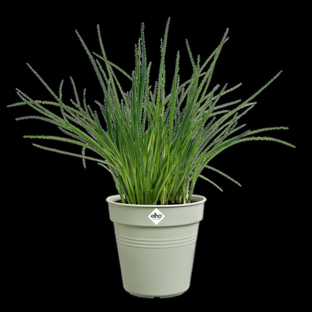 Green Basics Pot De Culture 13