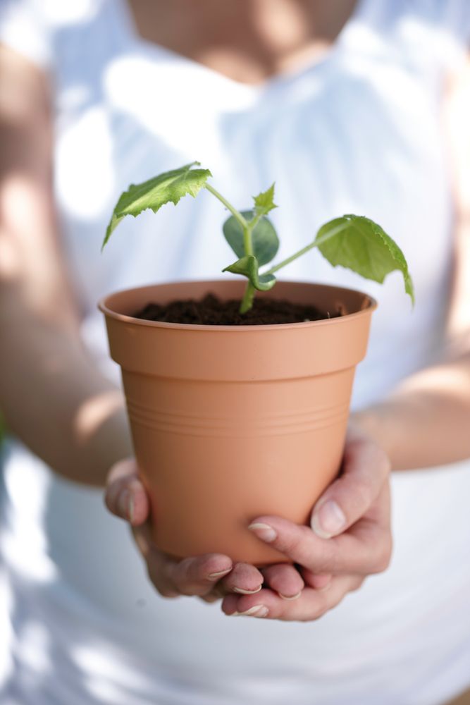 Green Basics Pot De Culture 35