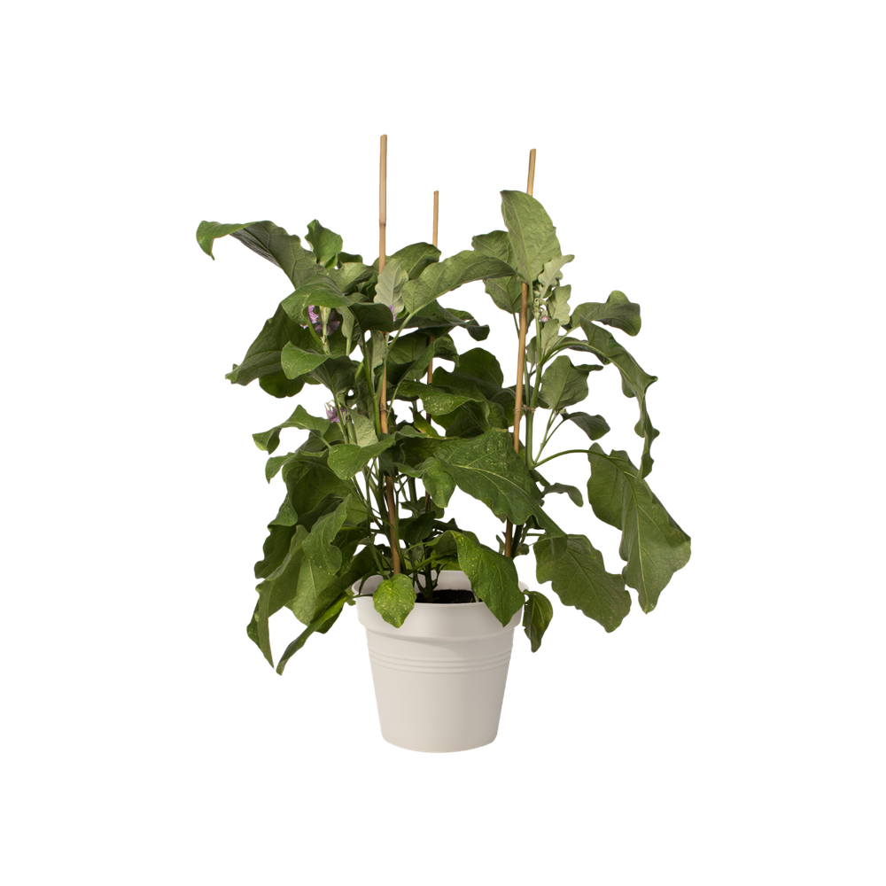 Green Basics Pot De Culture 19