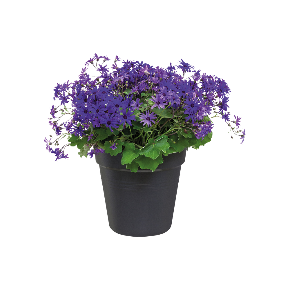 Green Basics Pot De Culture 27