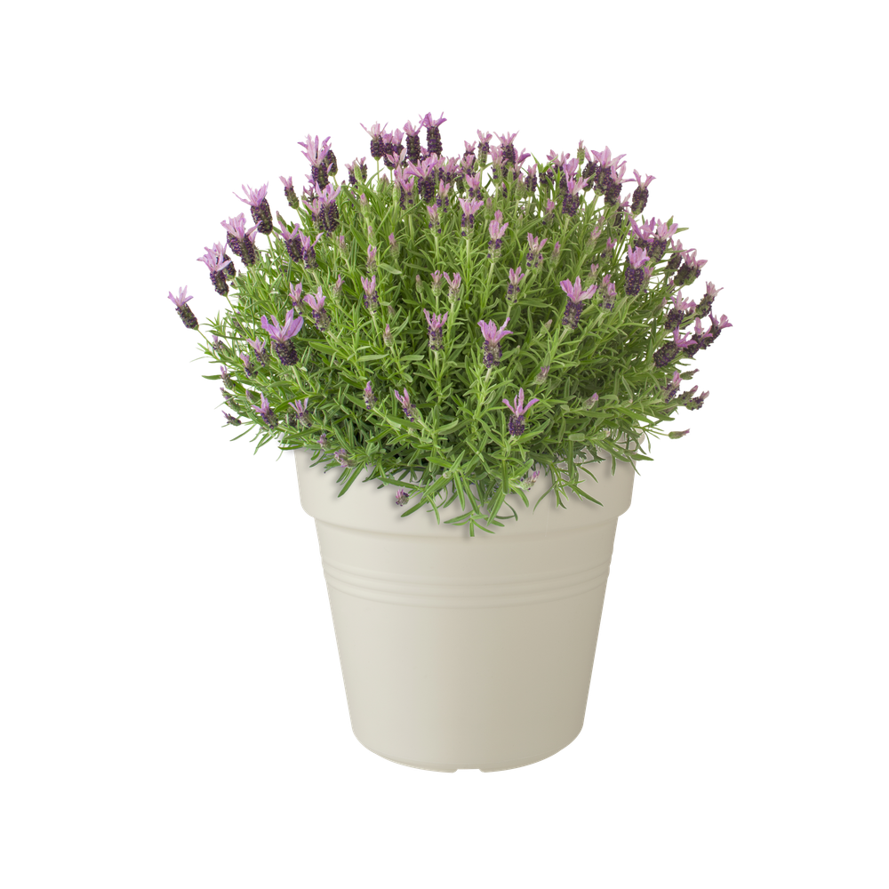 Green Basics Pot De Culture 35