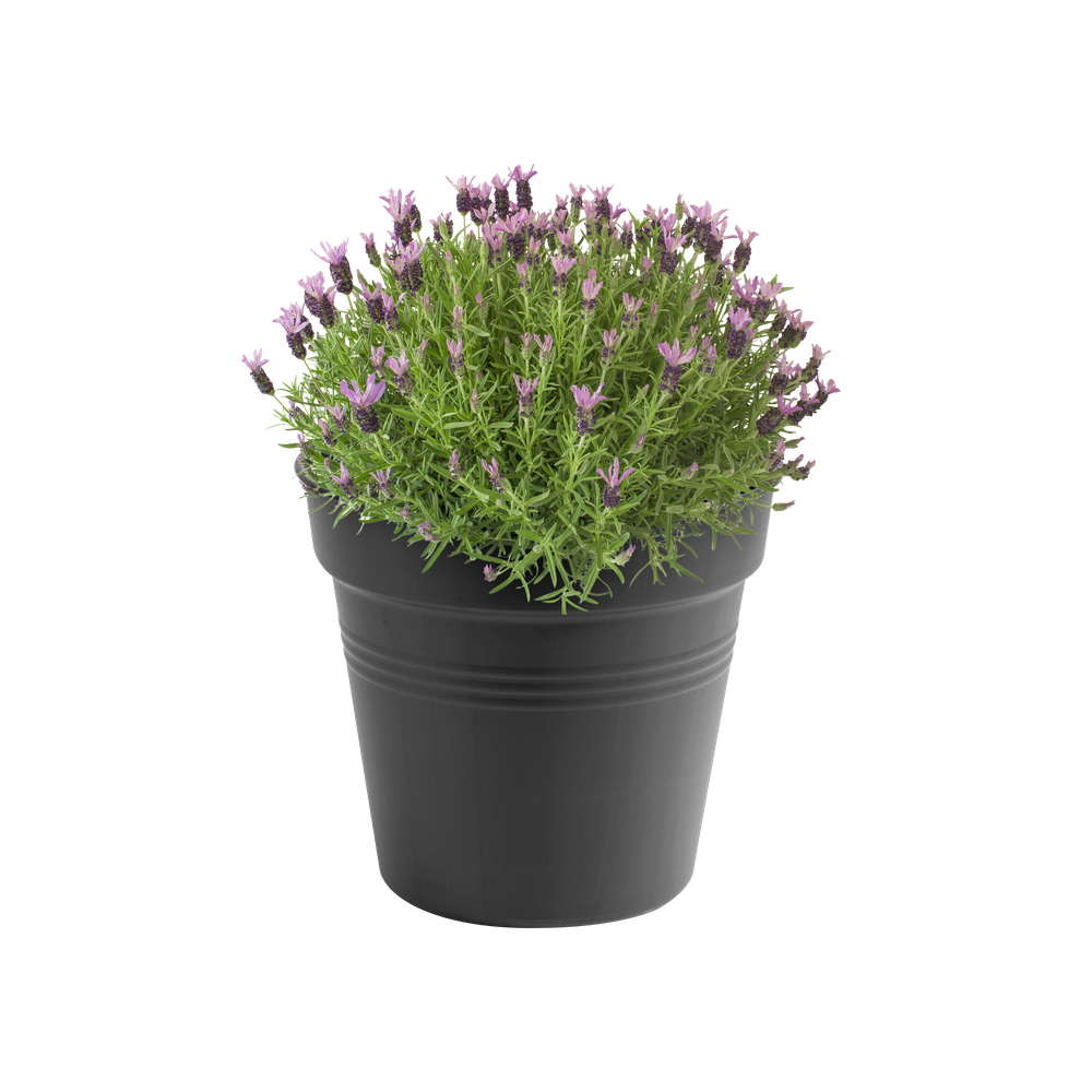 Green Basics Pot De Culture 35