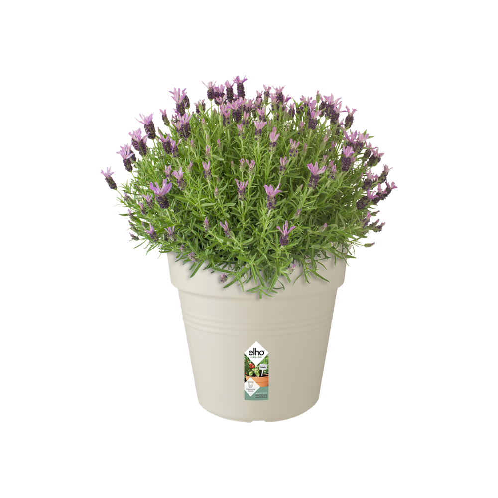 Green Basics Pot De Culture 35