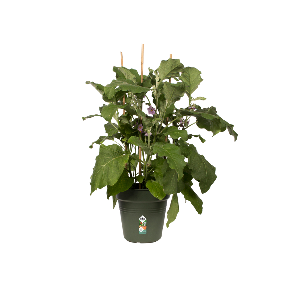 Green Basics Pot De Culture 11