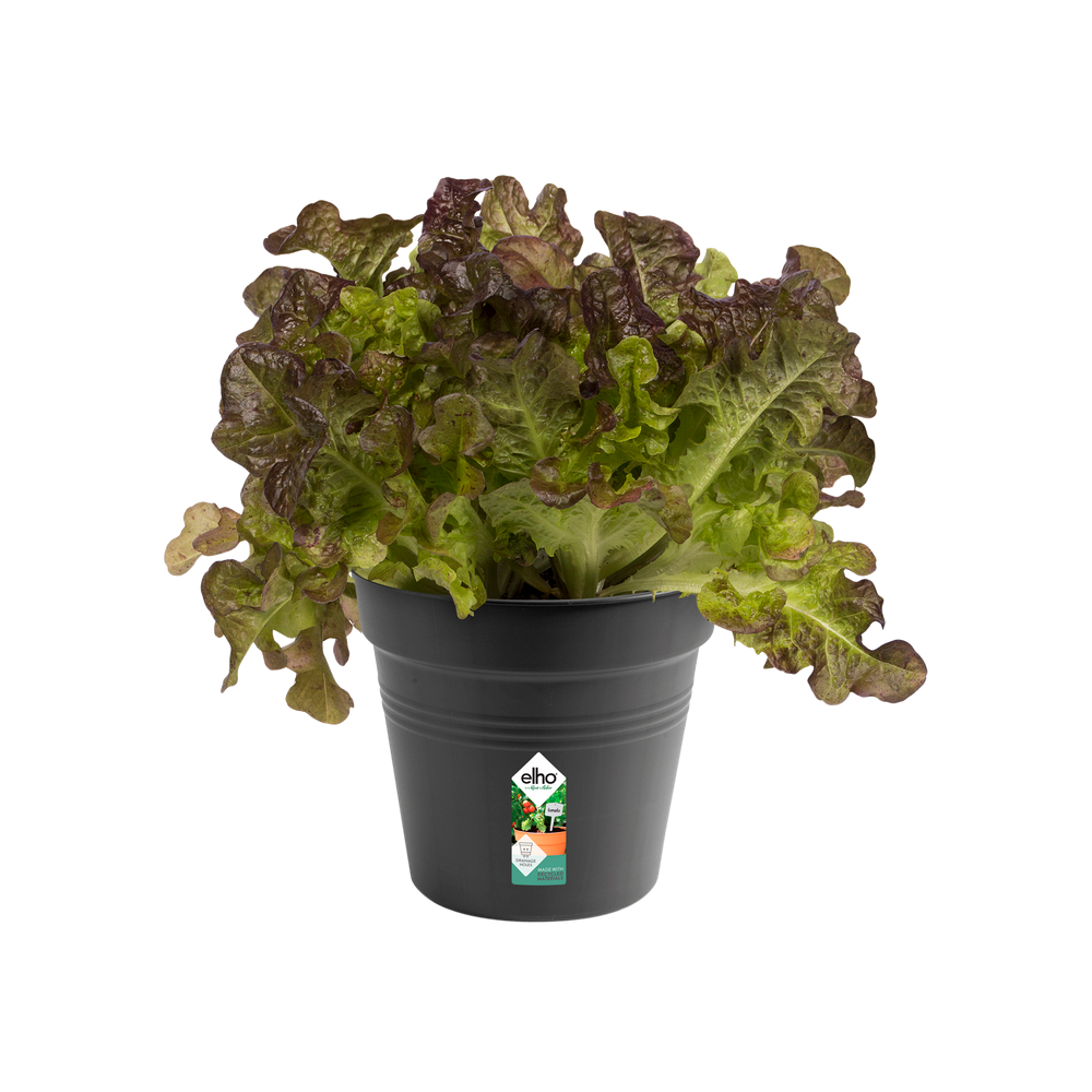 Green Basics Pot De Culture 15