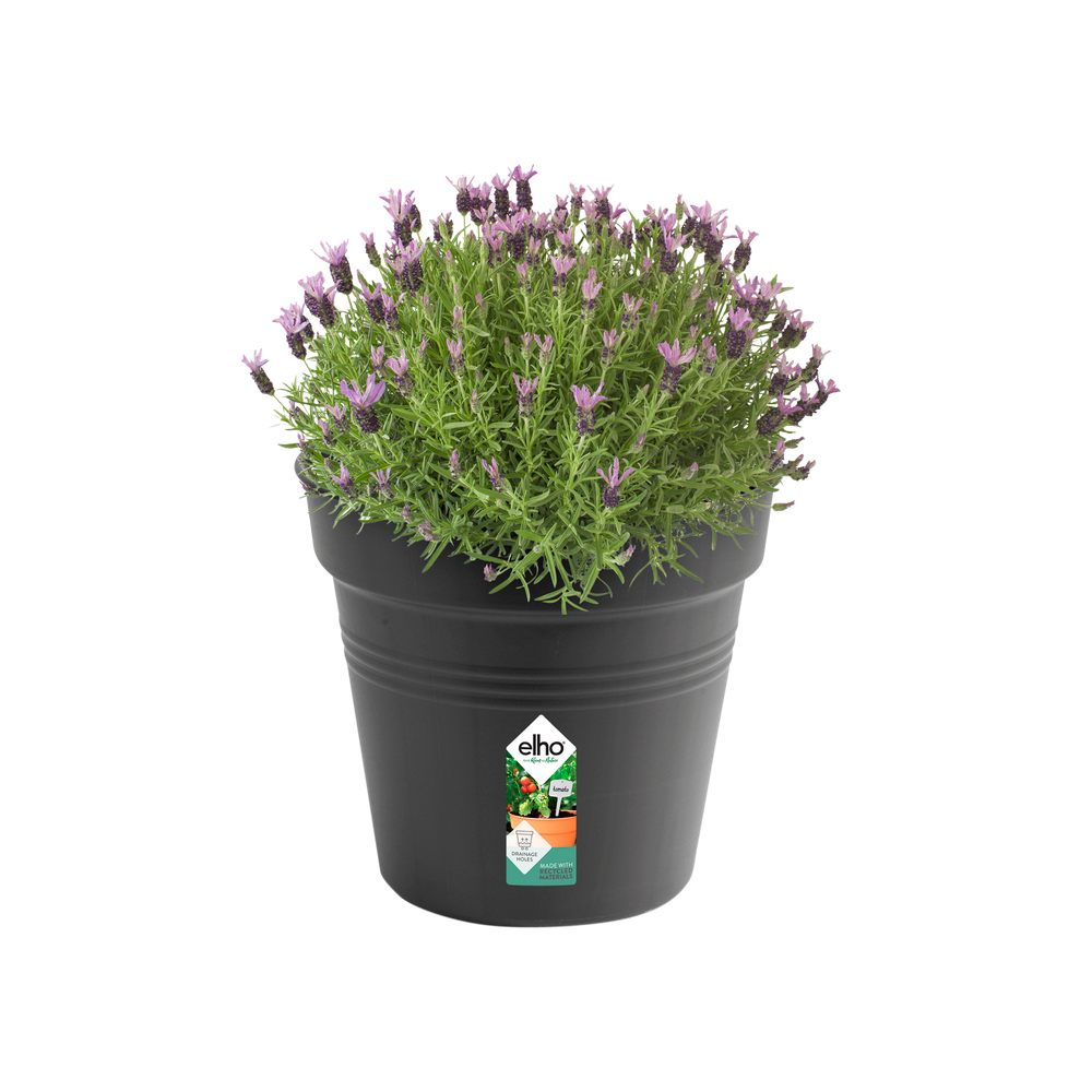 Green Basics Pot De Culture 35