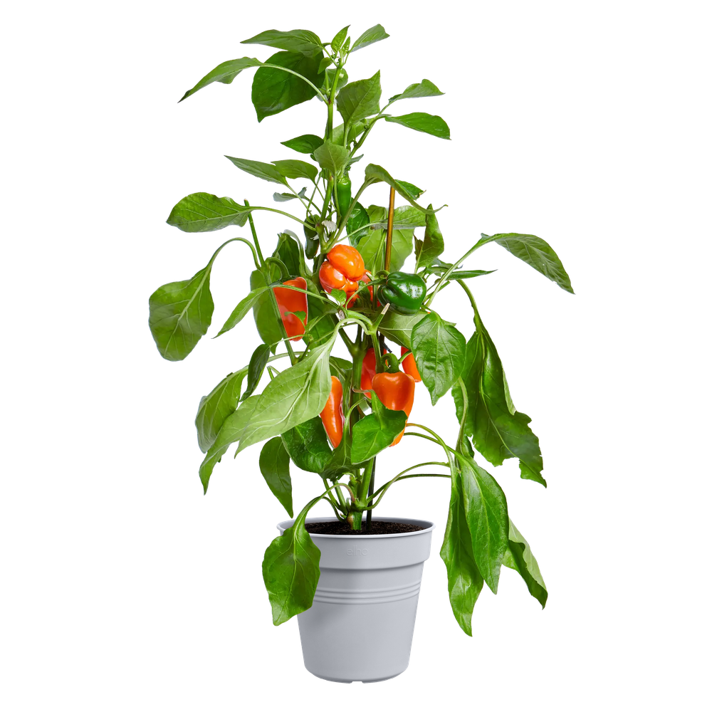 Green Basics Pot De Culture 35
