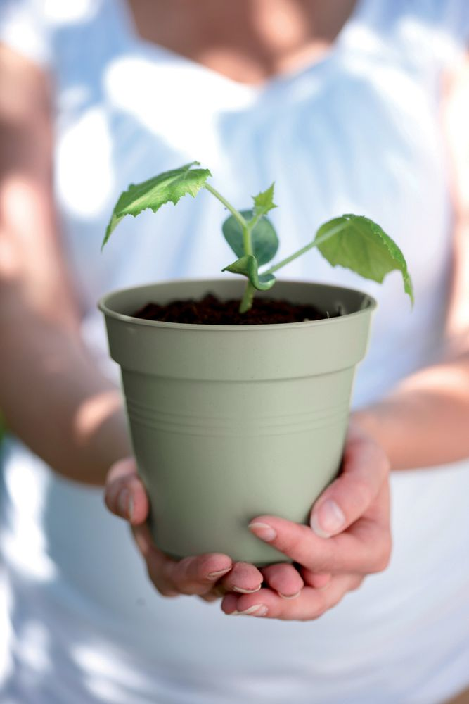 Green Basics Pot De Culture 11
