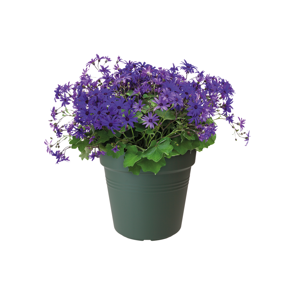Green Basics Pot De Culture 15