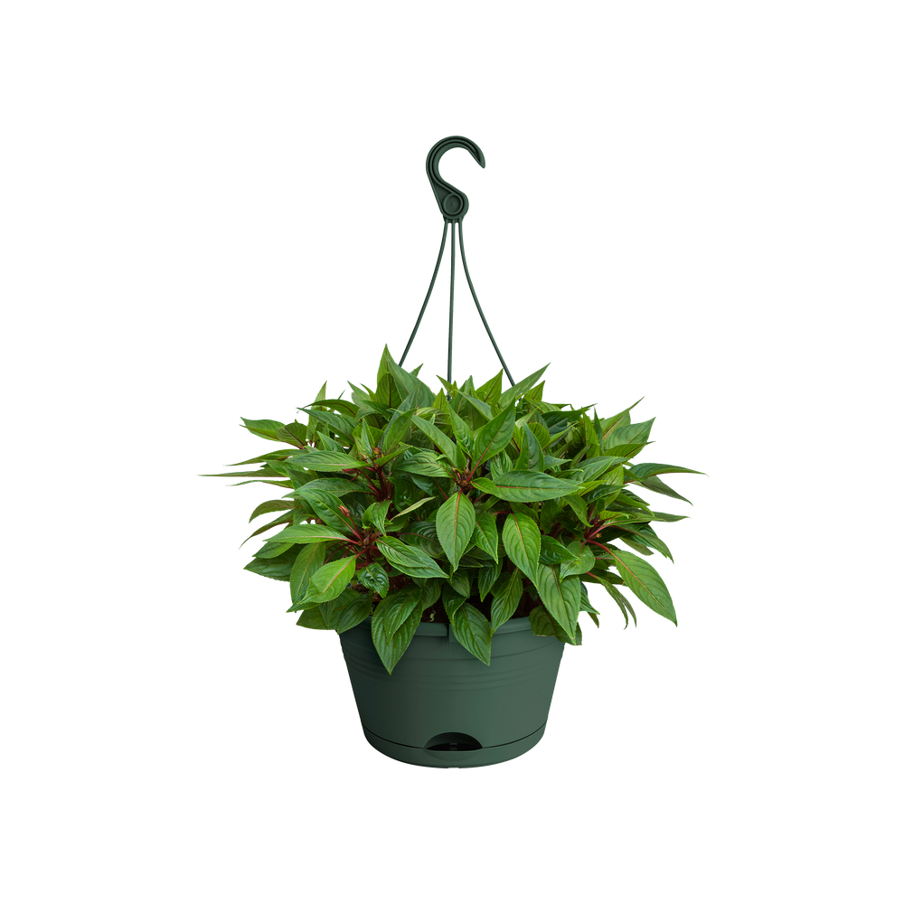 Green Basics Suspension 28