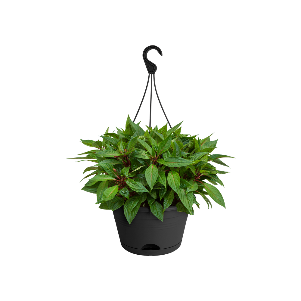 Green Basics Suspension 28