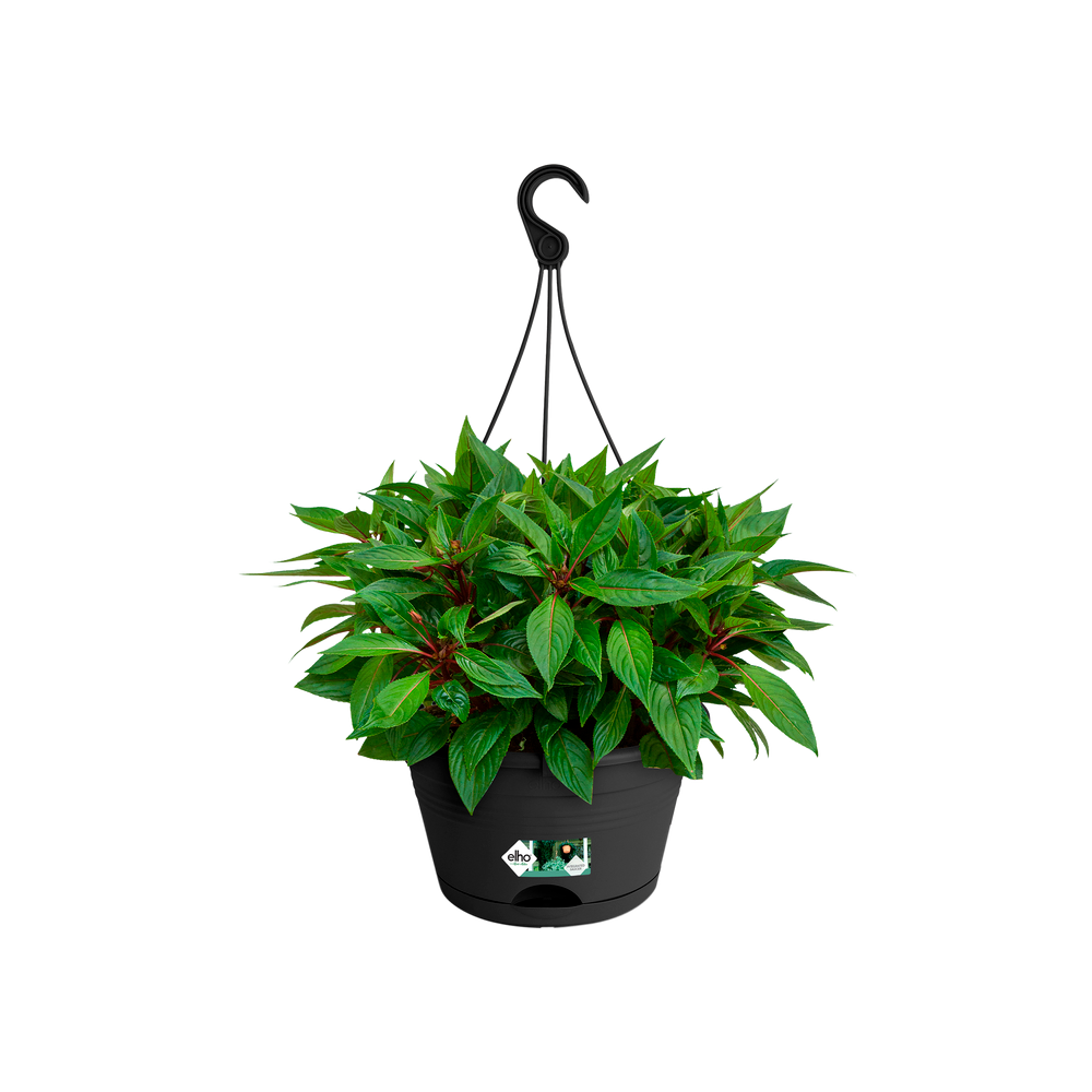 Green Basics Suspension 28