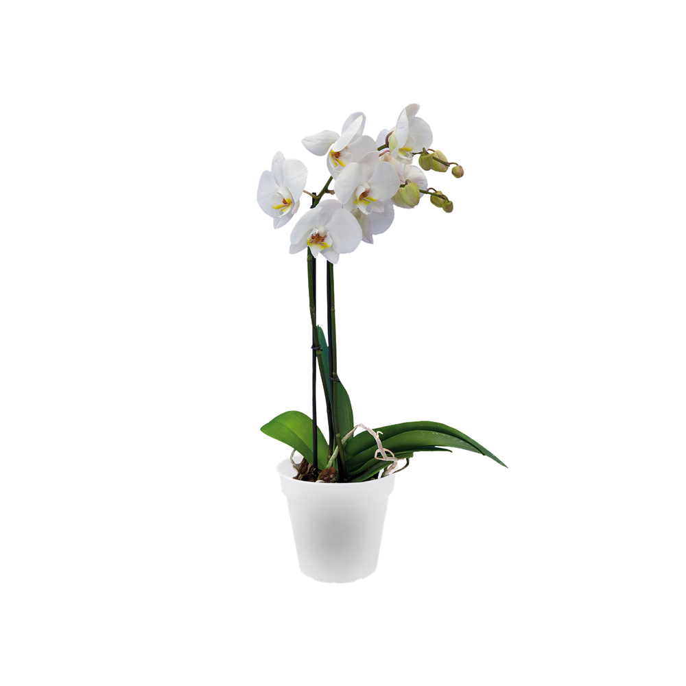 Green Basics Orchidée 13