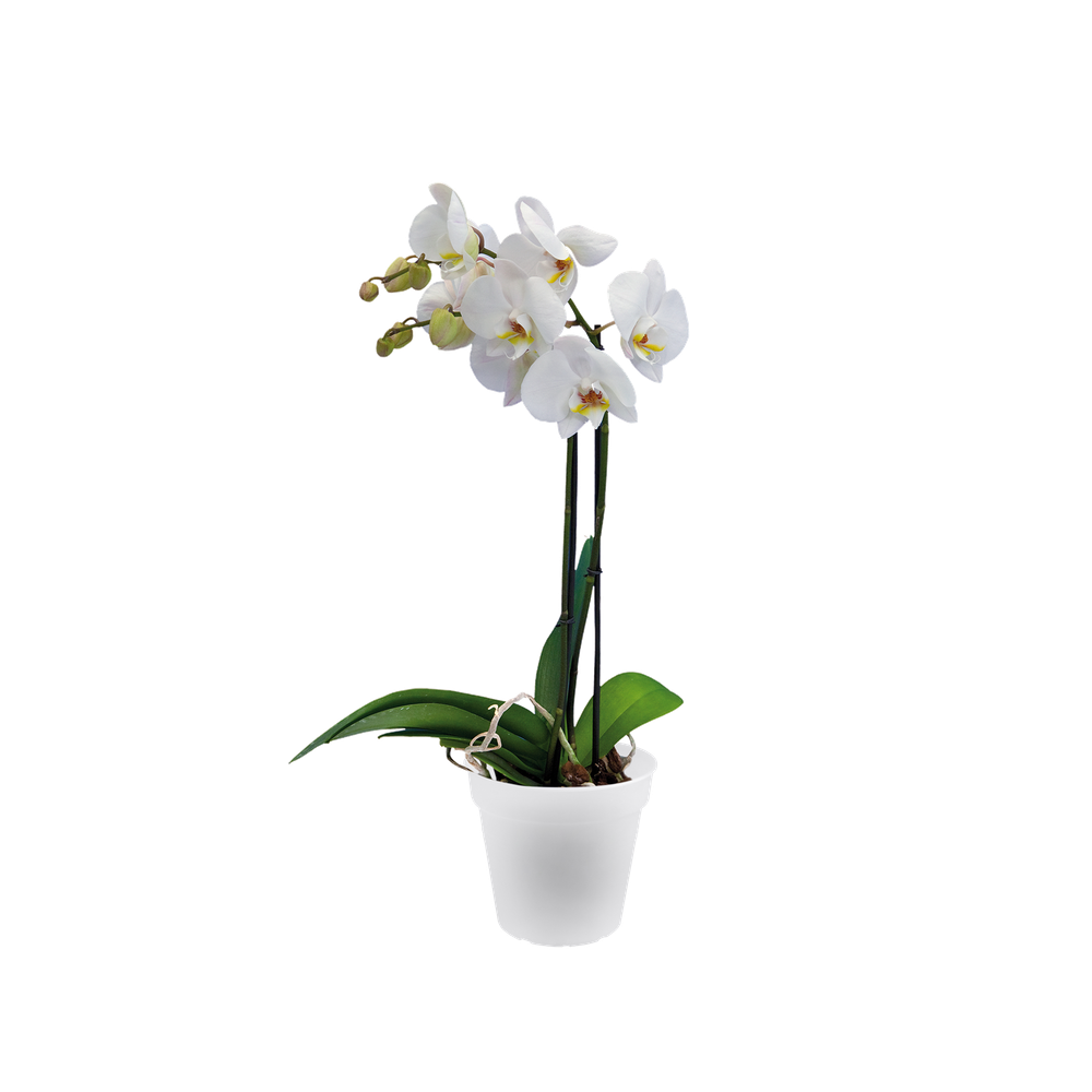 Green Basics Orchidée 15