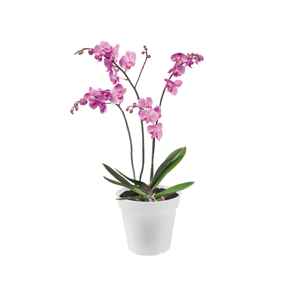 Green Basics Orchidée 17