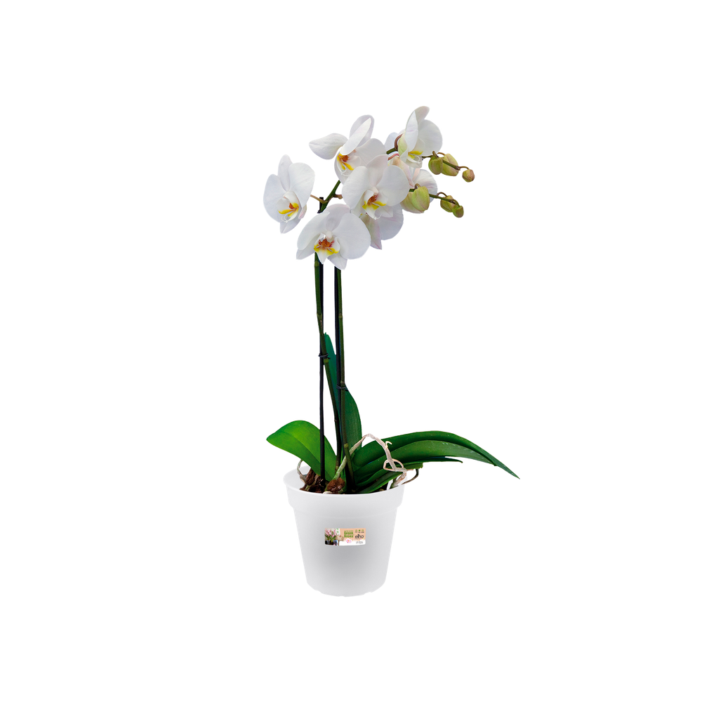 Green Basics Orchidée 13