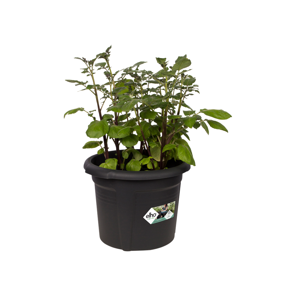 Green Basics Pot De Pommes De Terre 33
