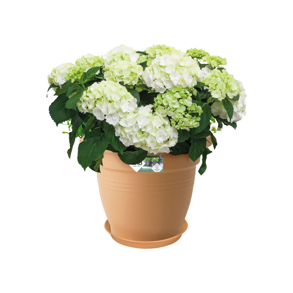 Green Basics Soucoupe 53