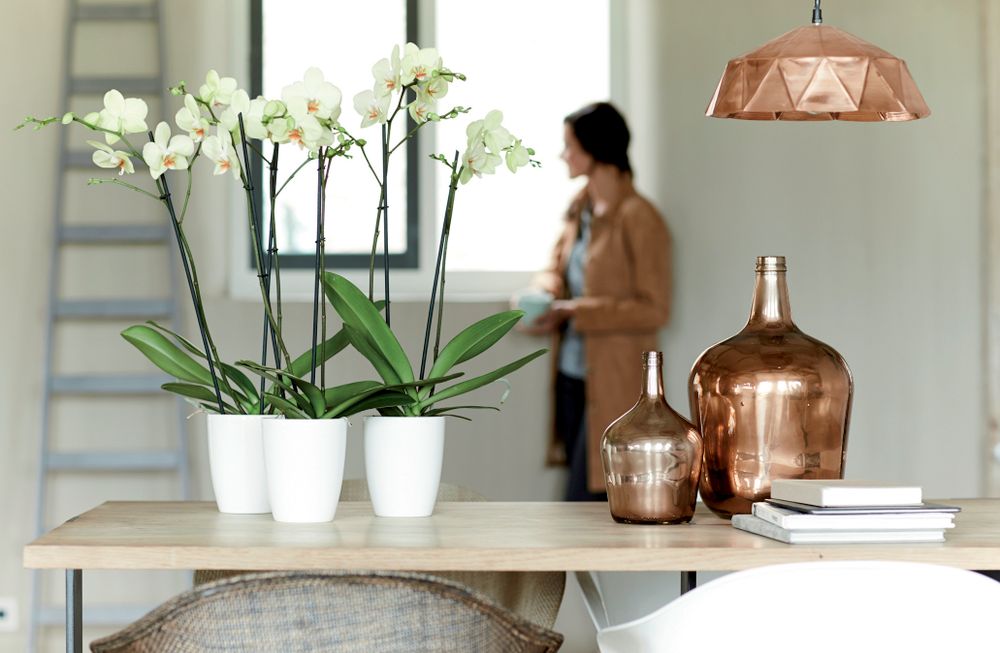Brussels Diamond Orchidée Haut 12,5