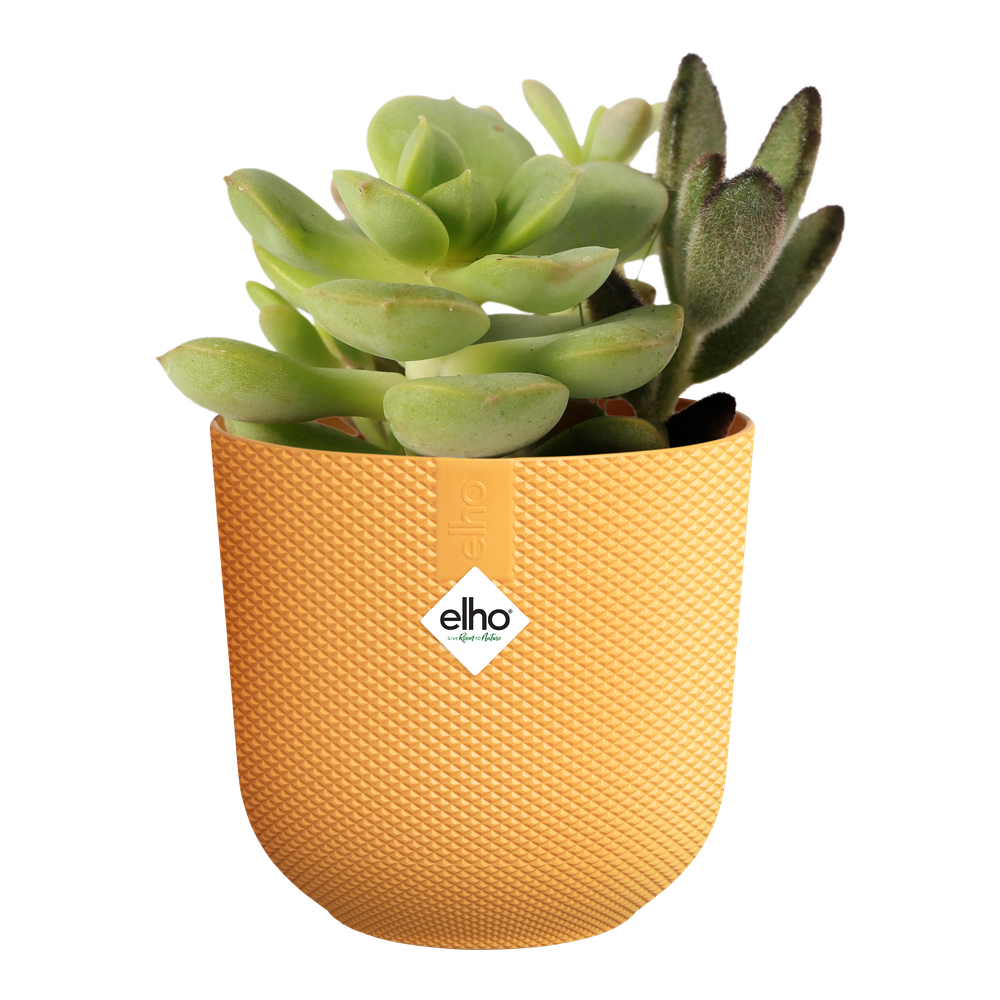 Jazz Rond Mini 9