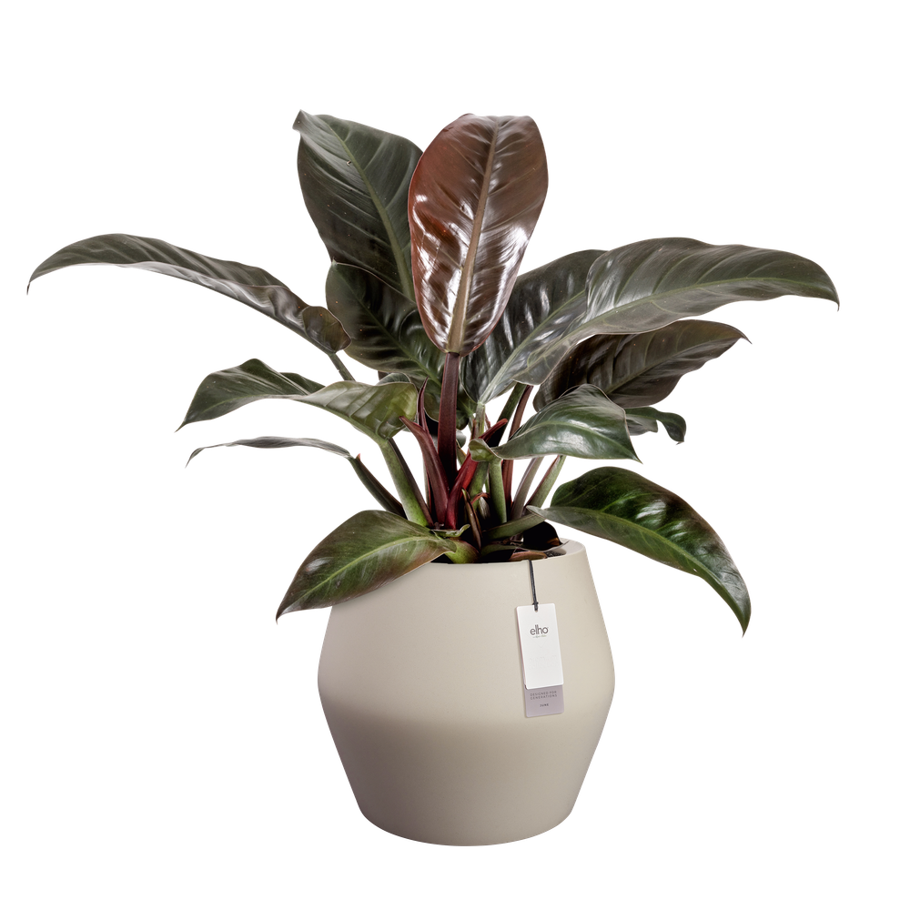 June Split Low Box 46