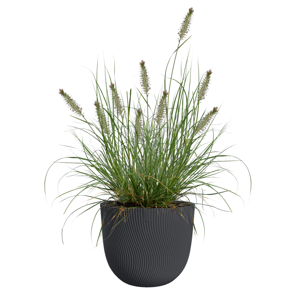 Sereh Rond 25