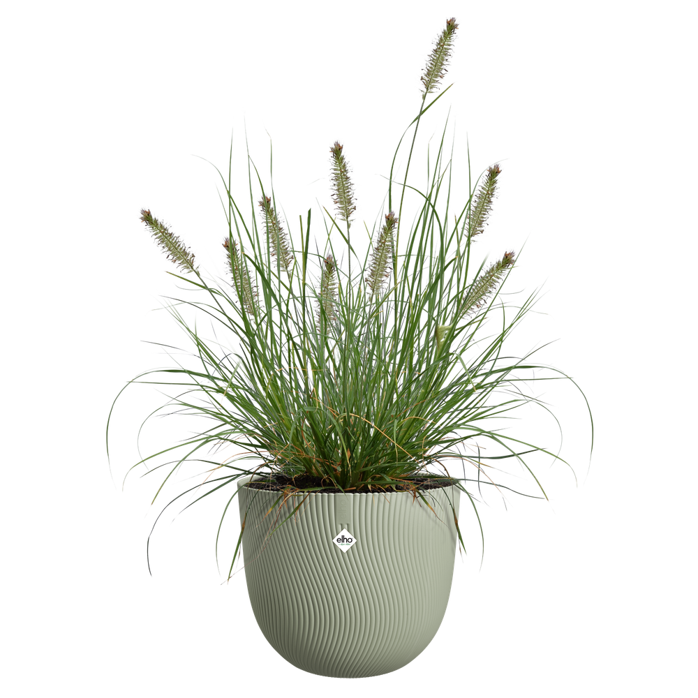 Sereh Rond 25