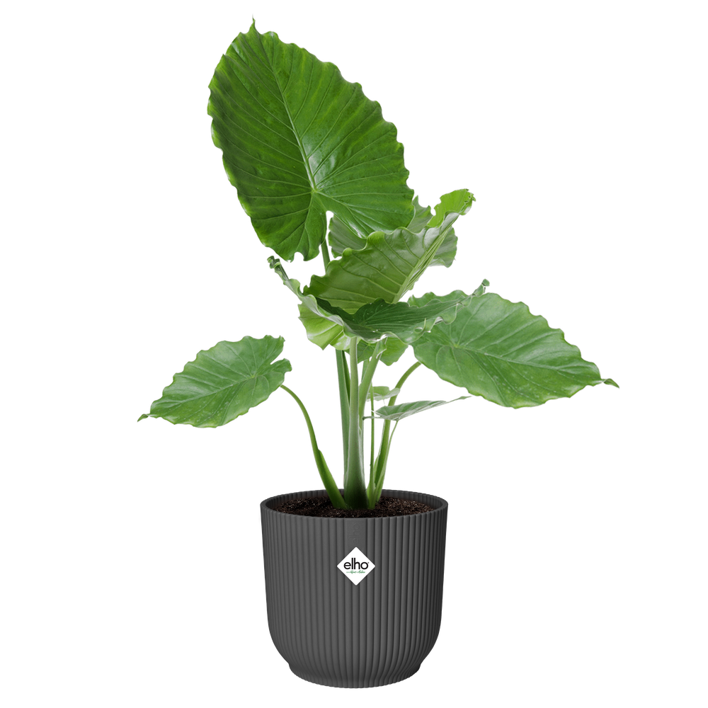 Vibes Fold Rond 40