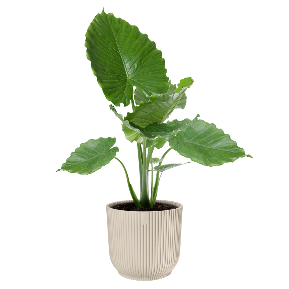 Vibes Fold Rond 40