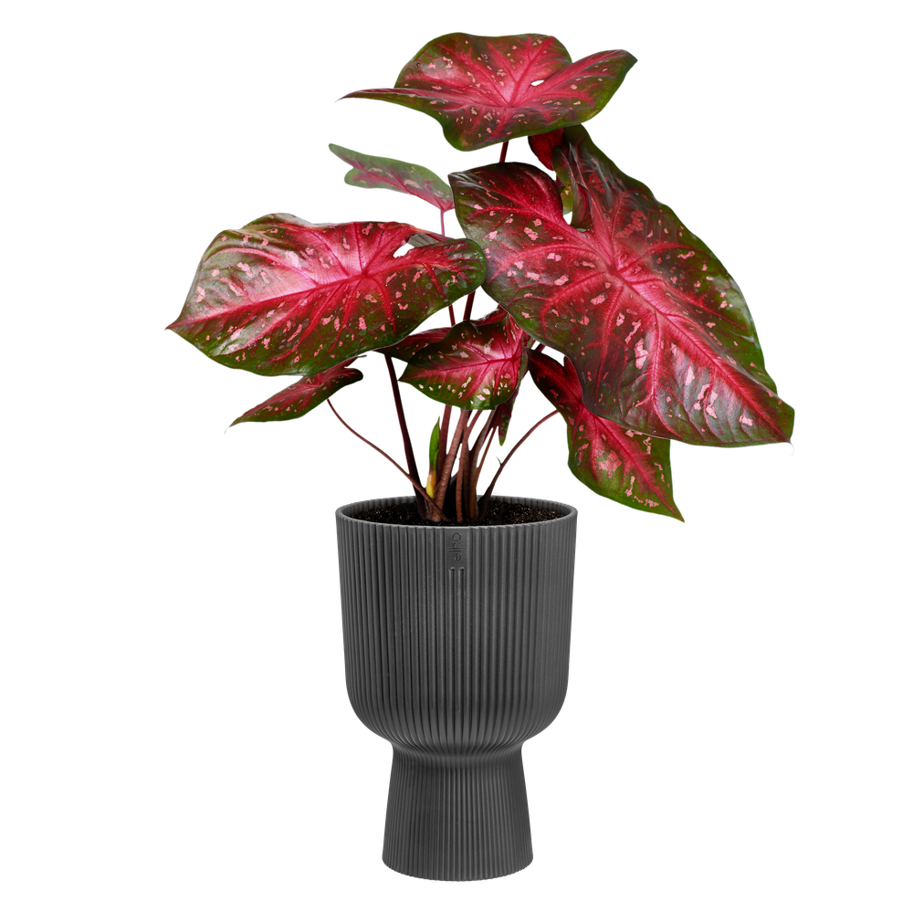 Vibes Fold Coupe 30