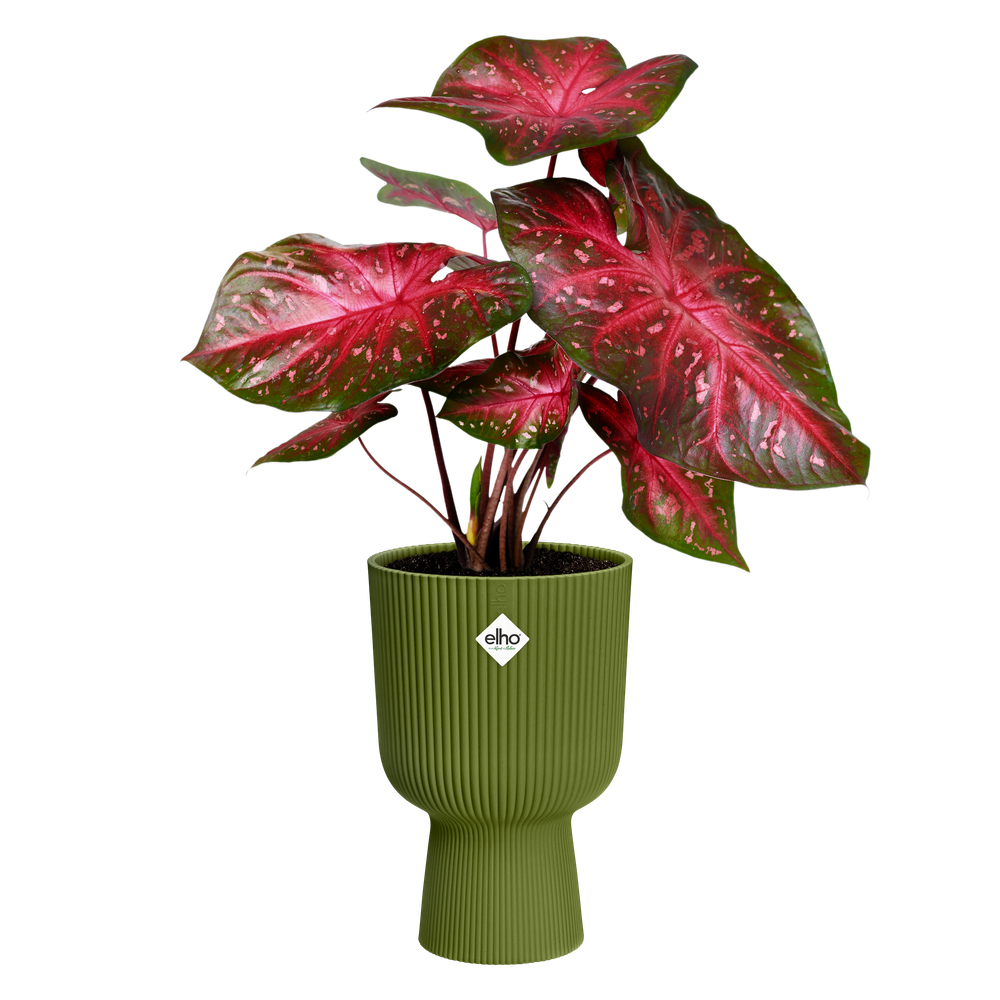 Vibes Fold Coupe 30