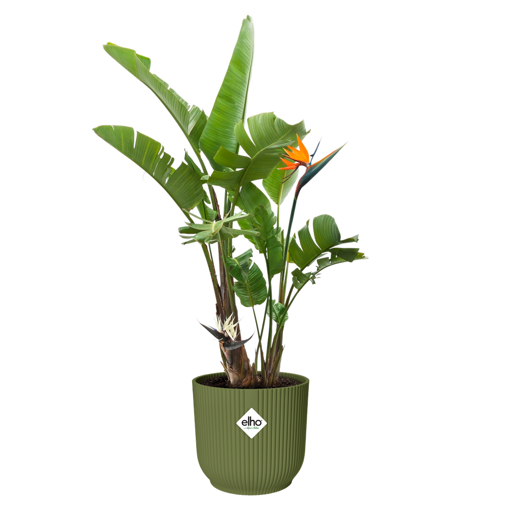 Vibes Fold Rond 35