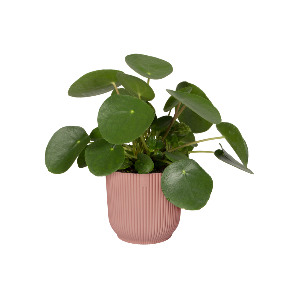 Vibes Fold Rond 40