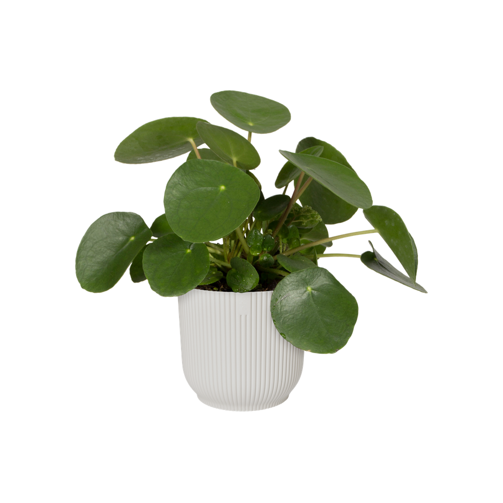BNDL Vibes Fold Ronde 22+swi 21