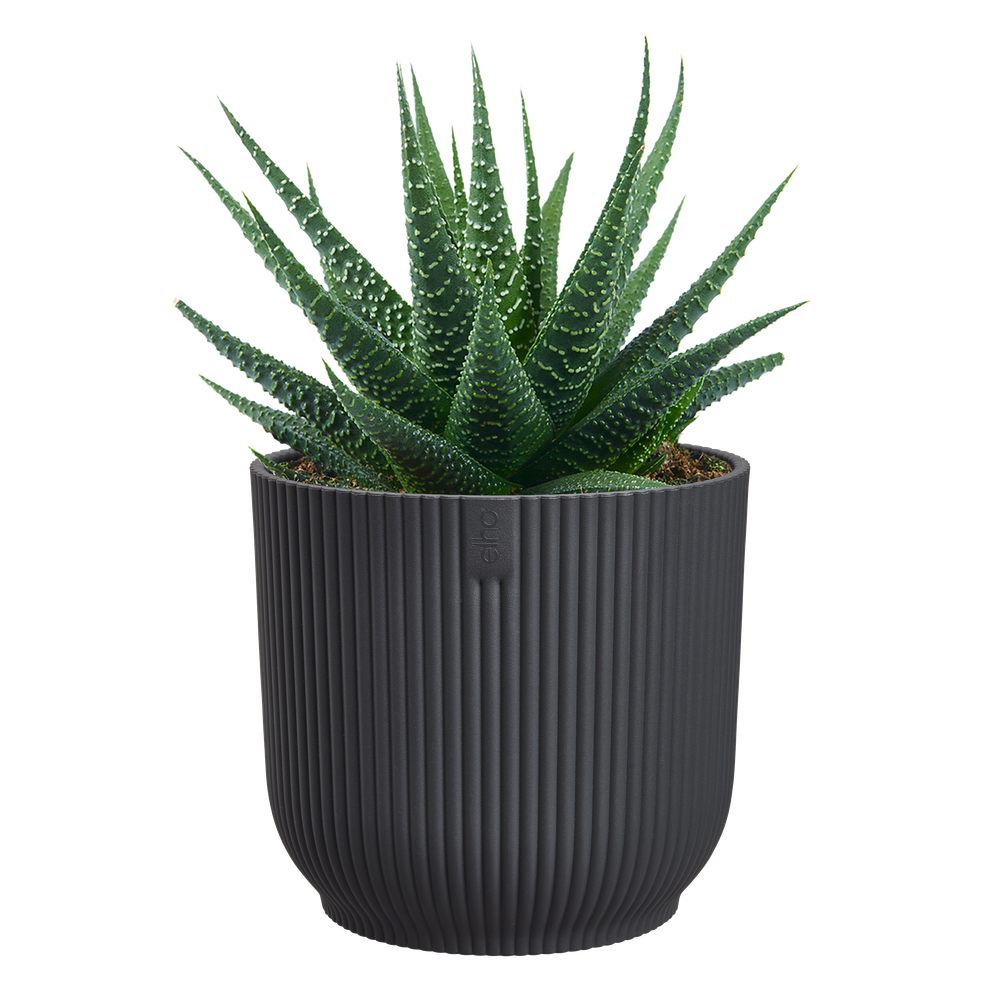 Vibes Fold Rond Mini 7
