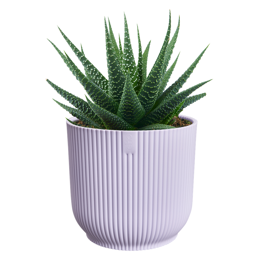 Vibes Fold Rond Mini 7