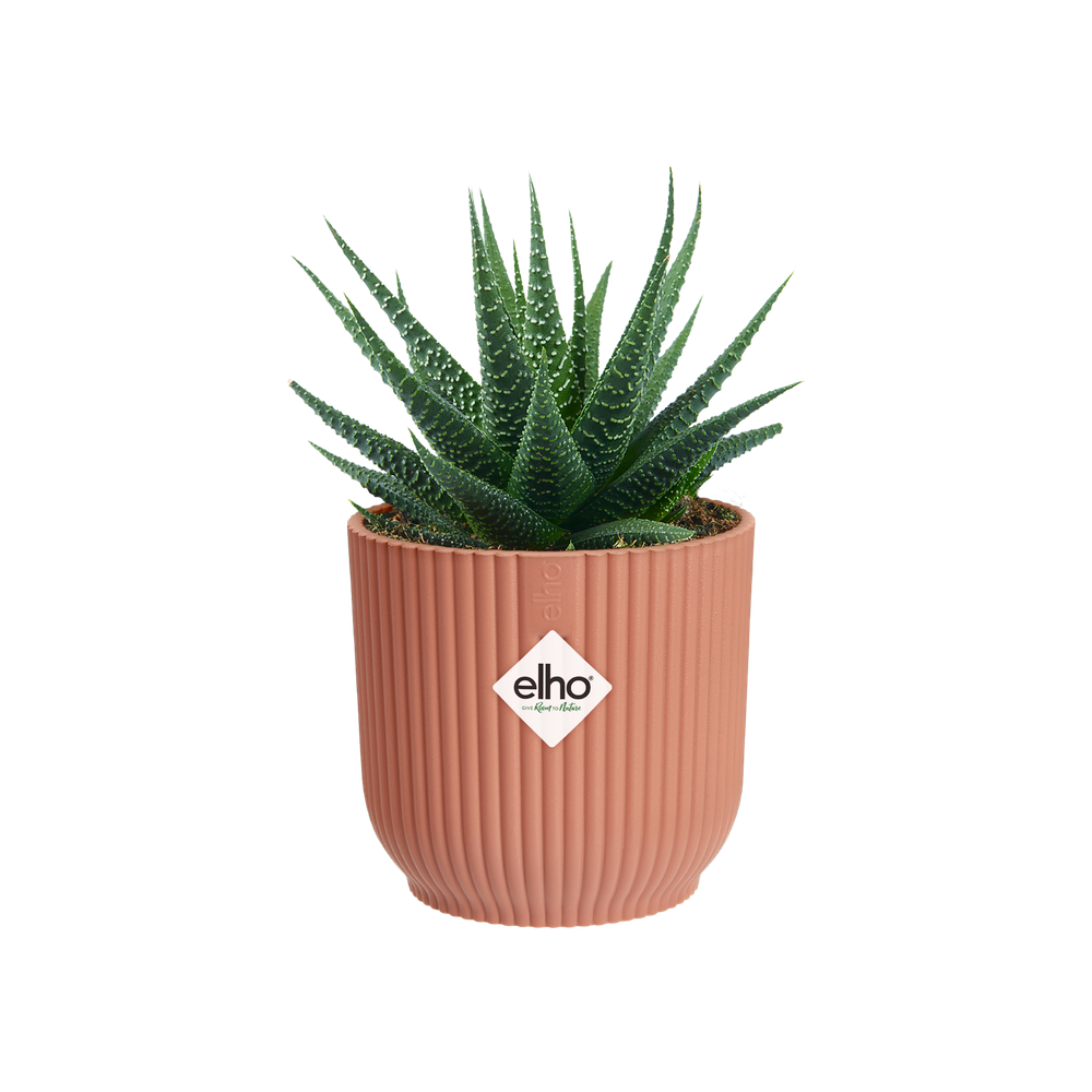 Vibes Fold Rond Mini 7