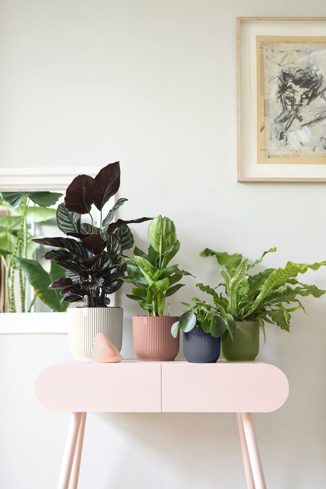 Vibes Fold Rond Mini 7